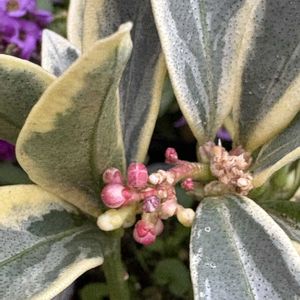 アリッサム,スキミア,スキミア,斑入り スキミア,斑入り スキミアの画像