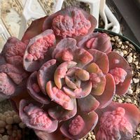 ビヨンセ,多肉植物,多肉植物とサボテン,タニラー,多肉植物大好きの画像