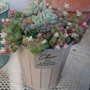 紅葉多肉,秘密基地❤️の画像