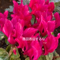 シクラメン,花のある暮らしの画像