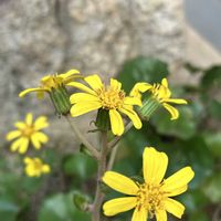 ツワブキ,我が家の庭の画像