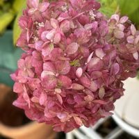 ハイビスカス,アナベル,はな,季節外れ,花好きさんと繋がりたいの画像