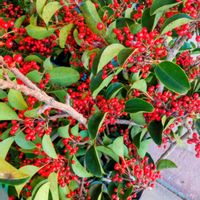 クリスマスホーリー,人との繋がりに感謝✨,今日も元気に頑張ろう‼️,花友さんに感謝♡,お出かけ先の画像