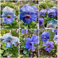 ミニパンジー・エール17,地植え,青い花,ミニパンジー,おうち園芸の画像