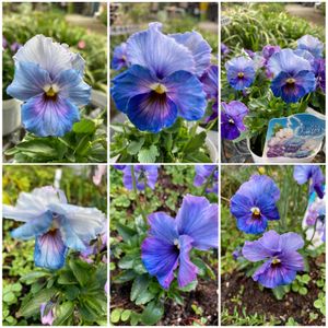 ミニパンジー・エール17,地植え,青い花,ミニパンジー,おうち園芸の画像