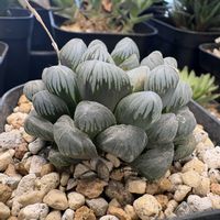 オブツーサ,多肉植物,ハオルチア属,多肉のある暮らし,軟葉系ハオルチアの画像