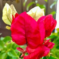 ブーゲンビレア,花のある暮らし,GSに感謝。,玄関内側の画像