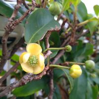 サネカズラ,サネカズラ,サネカズラ,花言葉,お出掛け先の画像