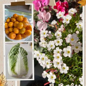 オキザリス,キンカン,白菜,小さな庭,玄関アプローチの画像