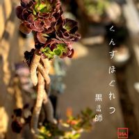 黒法師,寄せ植え,多肉植物,普及種,多肉寄せ植えの画像