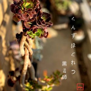 黒法師,寄せ植え,多肉植物,普及種,多肉寄せ植えの画像