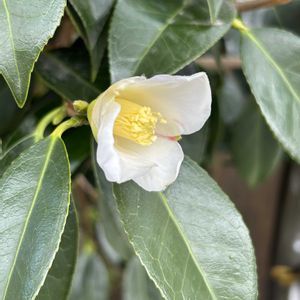 ツバキ,イロハモミジ,イロハモミジ,シロワビスケ,ツバキ 白侘助の画像