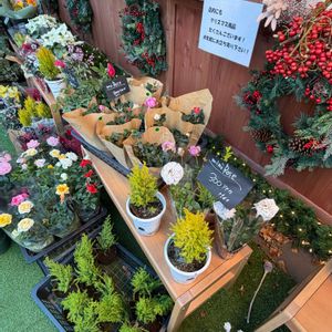 ミニバラ,クリスマスマーケット,咲いてくれてありがとう❤,横浜　みなとみらい,われら17年組の画像