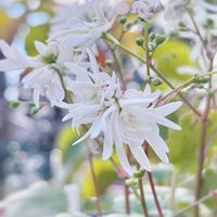 ダイモンジソウ,大文字草,野菊,チャノキ,ノギクの画像