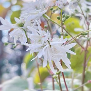 ダイモンジソウ,大文字草,野菊,チャノキ,ノギクの画像