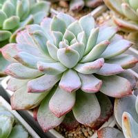 多肉さん,アルブカ スピラリス,多肉大好き,多肉植物のある暮らし,ベランダの画像