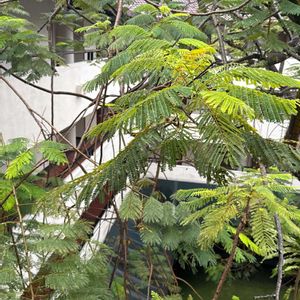 ネムノキの画像