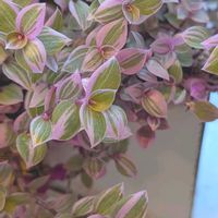 桃色カリシア,葉挿し,雑貨好き♡,ピンク❤︎ピンク,かおりんさんありがとう♡の画像