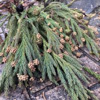 キク,スギ,スギ,スギ,スギの画像