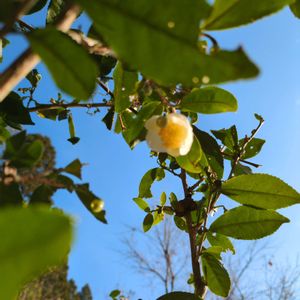 ナツツバキの画像