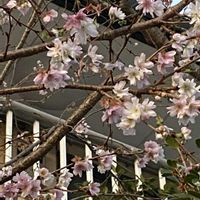 サクラ,ご近所,早朝,散歩での画像