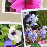 プリンセチア,クレロデンドルム・ブルーウィング,スーパートレニア カタリーナ,チーム愛知,すずガーデンの画像