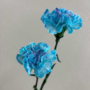 カーネーション,フラワーアレンジメント,レオノチスの画像