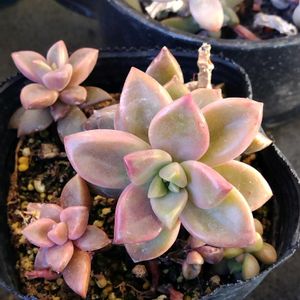 セダム,ハイビスカス,エケベリア属,ベランダガーデン,可愛いの画像