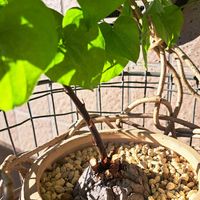 亀甲竜,成長記録,植中毒,植物好き,Sachiの亀甲竜の画像