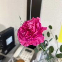 カーネーションの画像