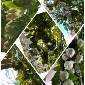 果物時計草(パッションフルーツ),地植え,スマホ撮影,おうち園芸,小さな庭の画像