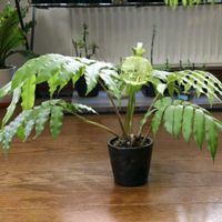 リュウビンタイ,頂き物の画像