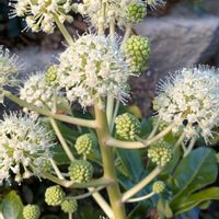 イヌホウズキ,エビネ,ヒイラギの花,斑入り柊の花,ヤツデの花♡の画像