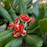 トベラ,トベラの実,池堀街道,ベランダの画像