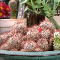 サボテン,パイナップルセージ,可愛い,赤い実,ハーブのある暮らしの画像