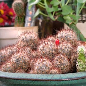 サボテン,パイナップルセージ,可愛い,赤い実,ハーブのある暮らしの画像