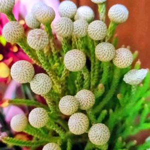 ベランダガーデン,可愛い,癒し,小さな花壇,クリスマス月間の画像