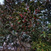 クロガネモチの画像