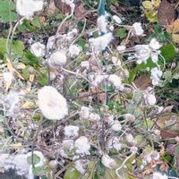 シュウメイギク,シュウメイギクの綿毛,山野草,癒し,花のある暮らしの画像