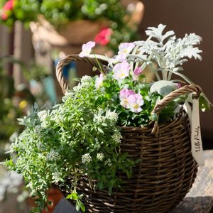 ベランダガーデニング,花のある暮らし,癒し…♡,可愛い❤,おうち園芸の画像