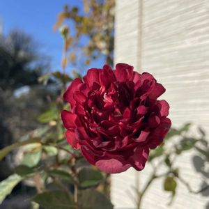 茶々,薔薇(紅華美),バラのある暮らし,水曜ローズショー,テナリモーネの画像