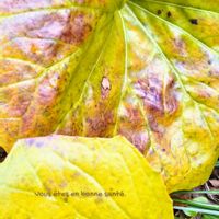 ツワブキ,枯れ専,エイジング,お野菜キャラの画像