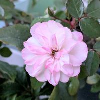 グリーンアイス,ミニバラ・グリーンアイス,可愛いピンク色♡,小さな幸せ♡,バラ・ミニバラの画像