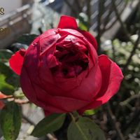 バラ,バラ,ルージュピエールドゥロンサール,花のある暮らし,植中毒の画像