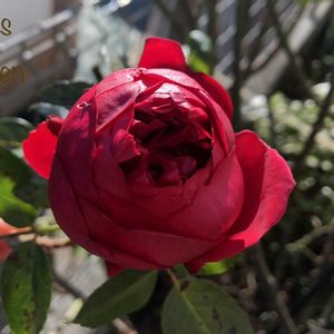 バラ,バラ,ルージュピエールドゥロンサール,花のある暮らし,植中毒の画像