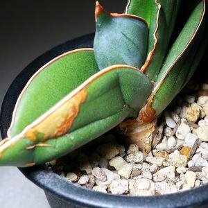 サンセべリア,サンスベリア バナナ,サンスベリア エーレンベルギー バナナ,サンスべリア,観葉植物の画像