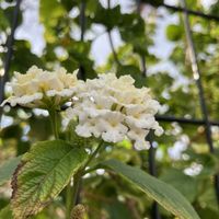 ランタナ,ランタナ,ご近所,マイペースに,心穏やかに♡の画像