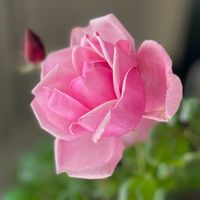 バラ,薔薇,ラ・フランス,バラ　ラ・フランス,花のある暮らしの画像