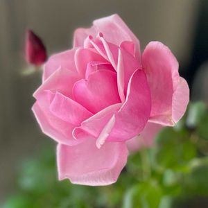 バラ,薔薇,ラ・フランス,バラ　ラ・フランス,花のある暮らしの画像