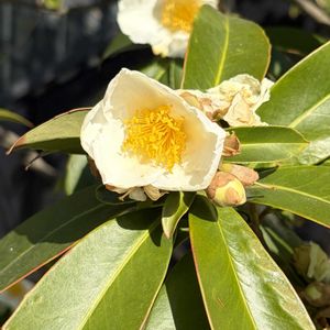 タイワンツバキ,ゴードニア,台湾,さんぽ,ツバキ科の画像
